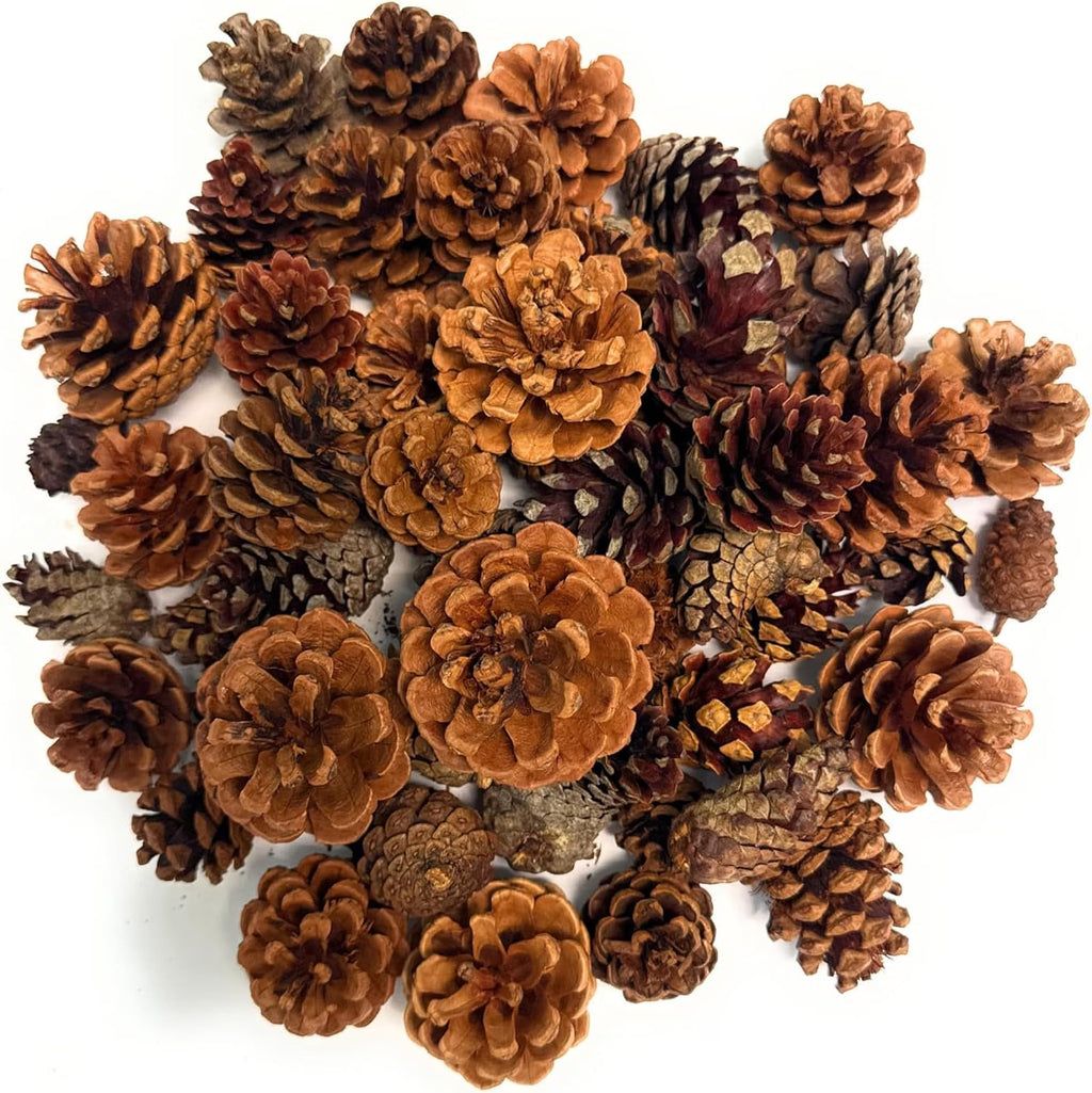 Pine Cones | 100 Small Pine Cones 3/4"-1 1/4" | 6 Oz Mini Black Spruce Pine Cones | Pine Cone Filler